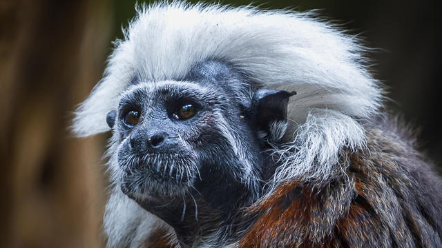 The Cotton-top Tamarin Saguinus Oedipus,United States,USA 