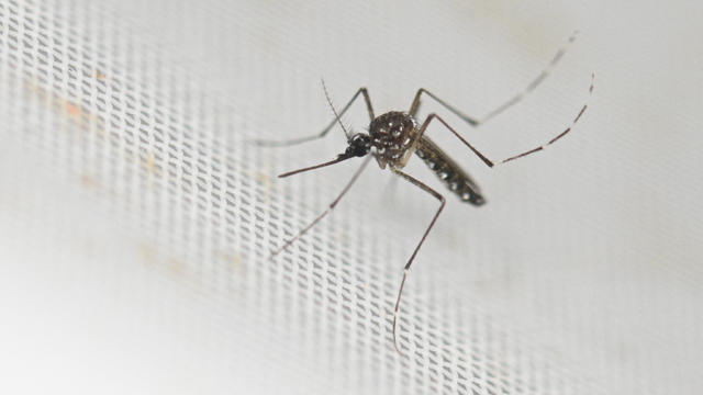 ARGENTINA-HEALTH-VIRUS-DENGUE-AEDES AEGYPTI 