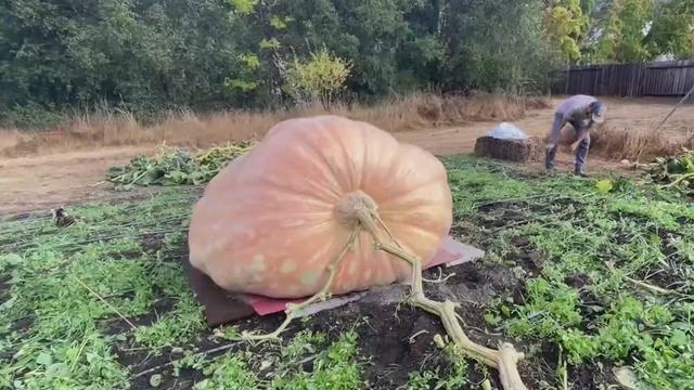 Santa Rosa giant pumpkin 