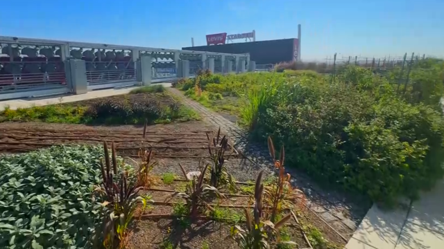 The Faithful Farm on the roof Levi's Stadium 